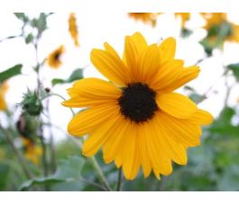 Helianthus debilis - Zonnebloem 'Petita' - BIODYNAMISCH