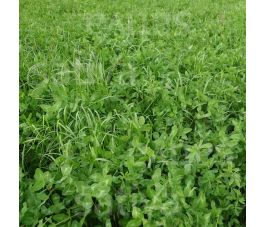 Mélange trèfle-prairie 20kg - BIO