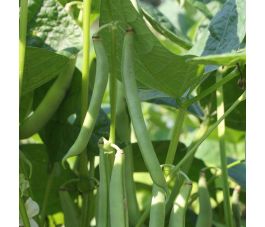 Haricot vert nain - Dubbele witte zonder draad - BIO