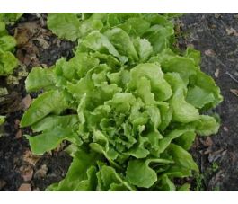 Chicorée scarole - Nummer vijf2 - BIO