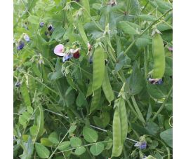 Pois mangetout - à rames - Grijze Roodbloeiende - BIO