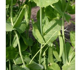 Pois mangetout - à rames, Heraut