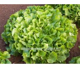 Chicorée scarole - Diva - BIODYNAMIQUE