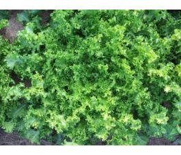 Chicorée frisée - Wallonne - BIO