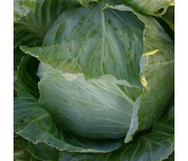Chou blanc - Roem van Enkhuizen 2 - BIO