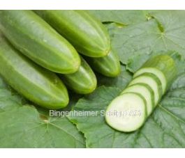 Concombre - Persika - BIODYNAMIQUE