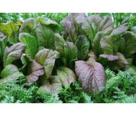 Moutarde de Chine - Red Giant - BIODYNAMIQUE