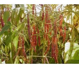 Haricot sec - Stokkieviets - BIO