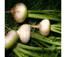 Navet de printemps - Platte Witte Mei - BIO - 50% remise - germination réduite