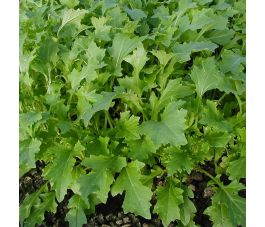 Navet-feuille - Namenia - BIO