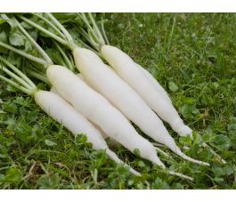 Radis - Chandelle de glace Eiszapfen - BIODYNAMIQUE - 50% remise - germination réduite