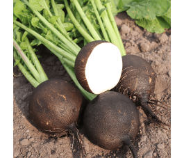 Radis Noir - Ronde zwarte - BIO