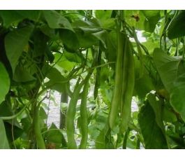 Haricot d' Espagne - Emergo - BIO