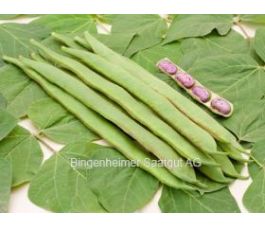 Haricot à rames d'Espagne -  Preisgewinner - BIODYNAMIQUE