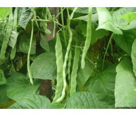 Haricot à couper à rames - Helda - BIO