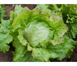 Laitue Iceberg - Laibacher Eis - BIODYNAMIQUE