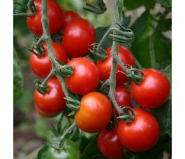 Tomate cerise - Zuckertraube - BIO