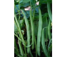 Haricot nain - Marona - BIODYNAMIQUE