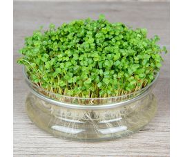 Roquette - Graines à germer 30g - BIO