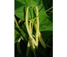 Haricot nain jaune - Helios - BIODYNAMIQUE