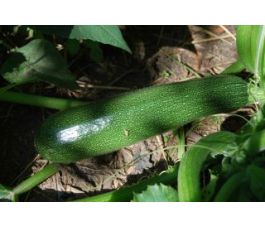 Courgette - Zuboda - BIODYNAMIQUE