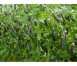 Pois Capucin, Blauwschokkers