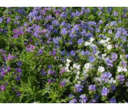 Vipérine commune - Echium plantagineum - BIO - 50% remise - germination réduite
