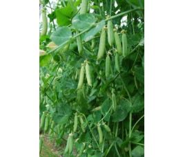 Pois à écosser - à rames - Eerste vroege mei - BIO