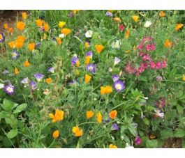 Mélange de fleurs d'été - BIO - 50% remise - germination réduite