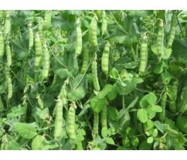 Pois mangetout - à rames, Grijze Roodbloeiende