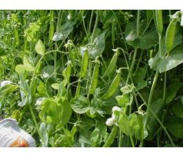 Pois mangetout - à rames, Heraut