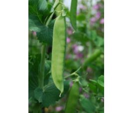 Pois mangetout - Ambrosia - BIODYNAMIQUE