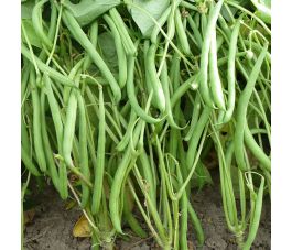 Haricot nain-mangetout - Domino - BIO - 50% de remise - germination réduite