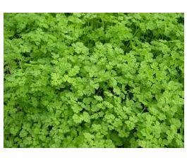 Cerfeuil commun - Fijne Krul - BIO