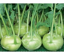 Chou-rave blanc - Noriko - BIODYNAMIQUE - 50% de remise - germination réduite