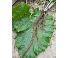 Bardane grande - Tokinokawa Long - BIO