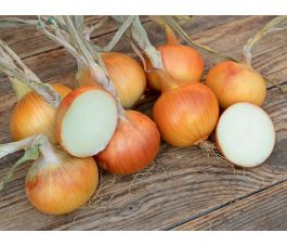 Oignon blanc-jaune - Rijnsburg 5/Bajosta - BIODYNAMIQUE - 50% remise - germination réduite