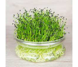 Ciboule de Chine - graines à germer 20g - BIO - 50% remise - germination réduite