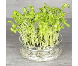 Tournesol - graines à germer 25g - BIO - 50% de remise - germination réduite