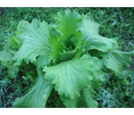 Chou chinois - Granaat - BIO