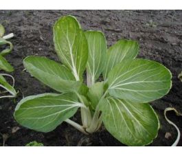 Chou de chine Pak Choi - Taisai - BIO