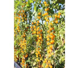 Tomate - Gelbe Johannisbeere - BIO