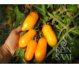 Tomate - Banana Legs - BIODYNAMIQUE