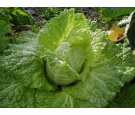 Chou de Milan - Bloemendaalse Gele - BIO