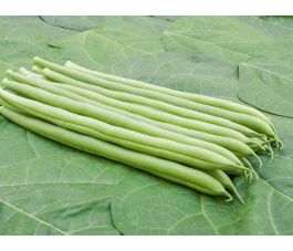 Haricot à rames - Cobra - BIO