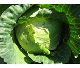 Chou blanc - Roem van Enkhuizen 2 - BIO - 50% de remise pour cause de germination réduite