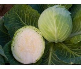 Chou blanc - Dottenfelder dauer - BIODYNAMIQUE