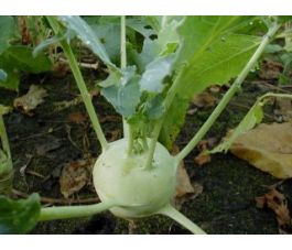 Chou-rave - Delikatess witte - BIO