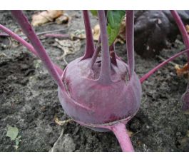 Chou-rave - Delikatesse blauwe - BIO