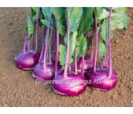 Chou-rave - Azur Star - BIODYNAMIQUE 